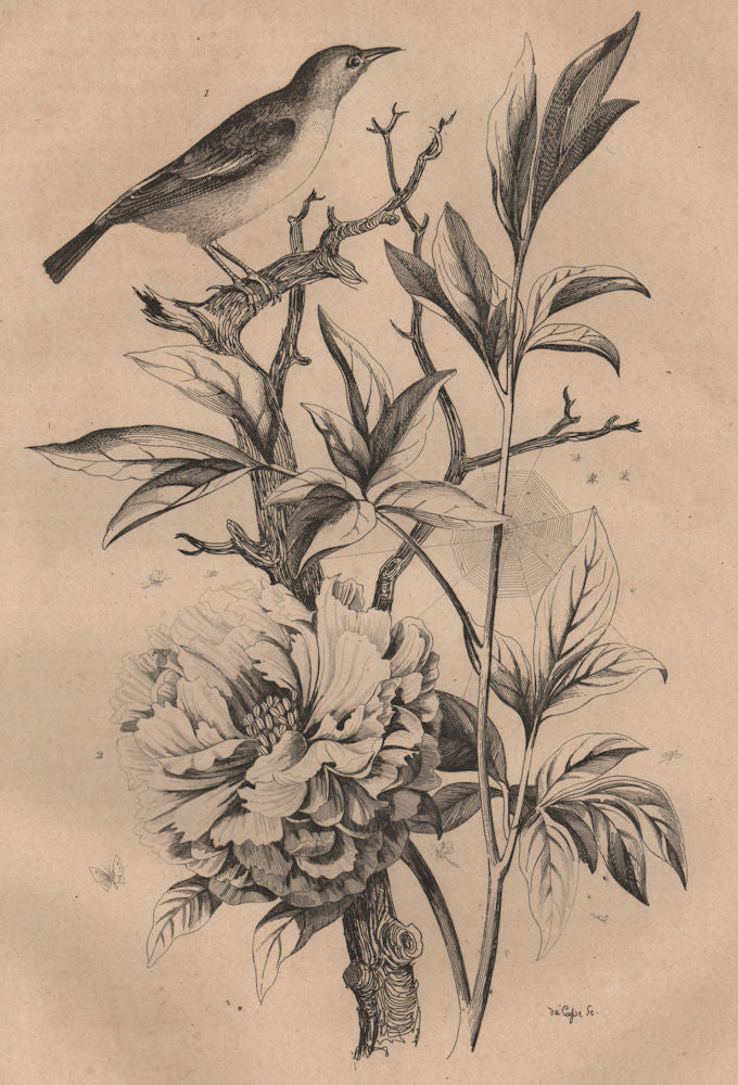 Pitpit. Pivoine (Peony) 1834 old antique vintage print picture